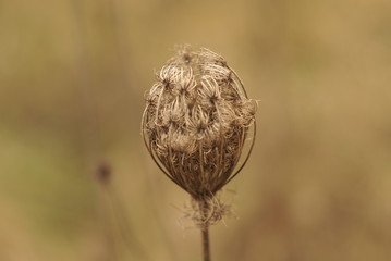 dry wild carrot plant with mature seeds close up