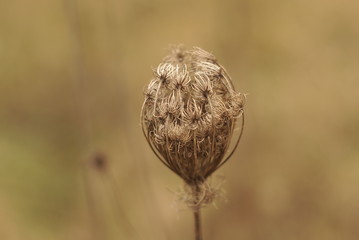 dry wild carrot plant with mature seeds close up