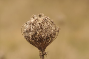 dry wild carrot plant with mature seeds close up