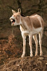 Kulan, Equus hemionus kulan
