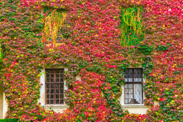 Overgrown windows on the wall fully covered by bright vivid colourful saturated multicoloured leaves of creeping ivy plant seen in autumn in Italy, South Tyrol. Foliage in red, green, orange, yellow.