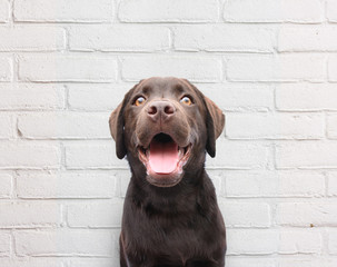 Close up of happy puppy dog smiling dog against white brick wall background