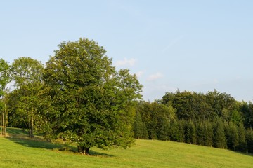 Magic trees and paths in the forest and on meadow. Czech Republic