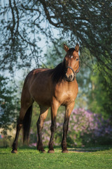 Fototapeta premium Beautiful bay horse in summer