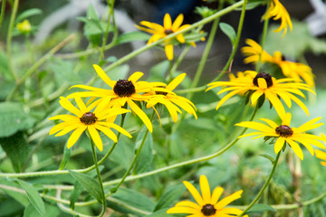 Obraz premium Yellow Flower Part 2