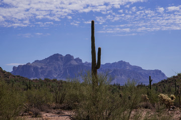 saguaro cactus in arizona