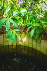 Obraz premium Orchid flower and green leaves background with sunlight in garden.