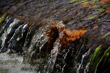 water flowing over leafs