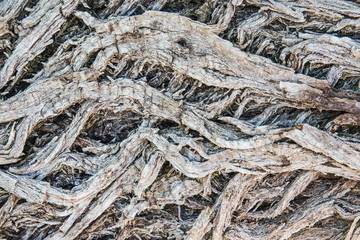 pattern in tree bark