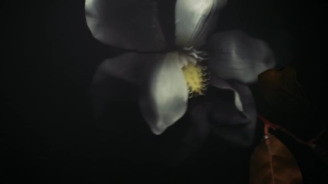 white artificial flower in black water, a white flower arises from the darkness, flower grabs a man's hand and drags him to the bottom, man's hand crumples a flower in dark water, crumpled dead flower