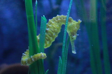 Naklejka premium Head of yellow seahorse grasping to a blade of grass