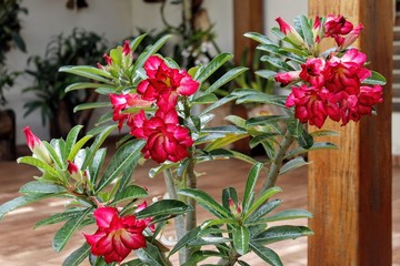 Rosa do Deserto Dobrada 