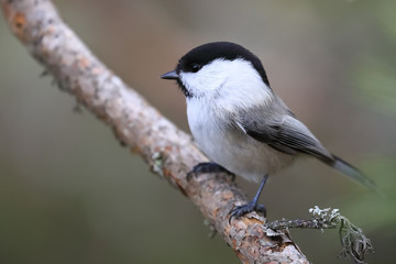 willow tit