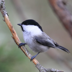 willow tit