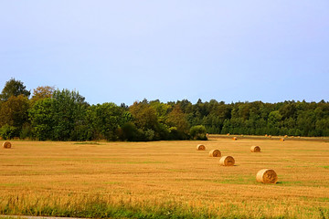 Stacks of straw - bales of hay, rolled into stacks left after harvesting of wheat ears, agricultural farm field with gathered crops rural, Latvia