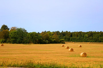 Fototapeta premium Stacks of straw - bales of hay, rolled into stacks left after harvesting of wheat ears, agricultural farm field with gathered crops rural, Latvia