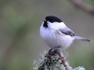Obraz premium willow tit