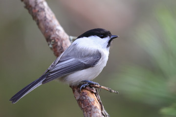 Obraz premium willow tit