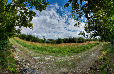 rural road in the forest