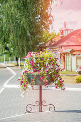 Street at sunset, decorated with a large flower bed of white, pink, purple flowers of Impatiens
