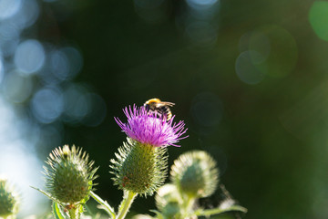 bee on purple thistle flower