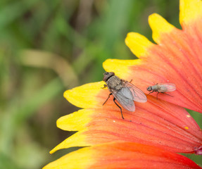 cute couple flies on a flower close up