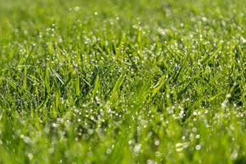 Dandelion in the grass. Slovakia