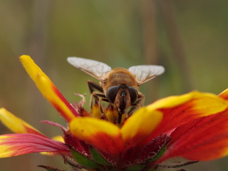 bee on a bright flower close up