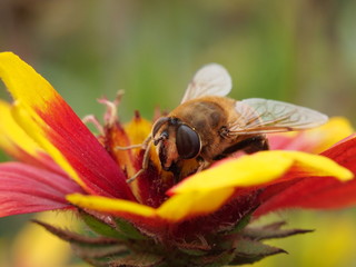 bee on a bright flower close up
