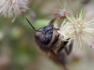 portrait of a bee on a flower macro