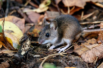 Ural pygmy field mouse (Apodemus uralensis) sitting on ground in old foliage in autumn forest. Cute little mouse in city park. Rodent animal in wildlife.