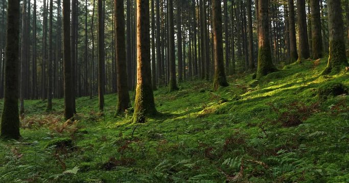 Morning sunlight in magic mossy forest landscape.