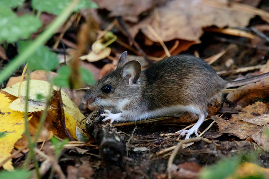 Ural pygmy field mouse (Apodemus uralensis) sitting on ground in old foliage in autumn forest. Cute little mouse in city park. Rodent animal in wildlife.