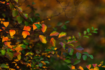  Autumn bright colors. Selective soft focus. Closeup of multicolored leaves of Vanhoutte spirea.