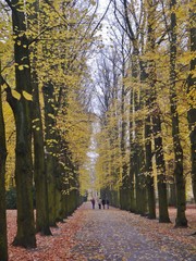 Allee im Herbst im Schlosspark Biesdorf Berlin