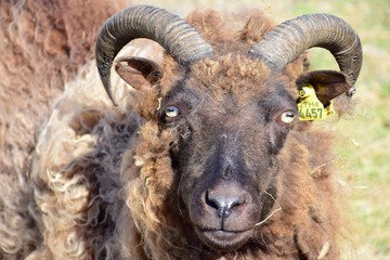 Portrait of a black sheep with horns in Iceland.
