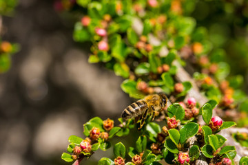 Vier Jahreszeite, Frühling, Sommer, Herbst, Winter