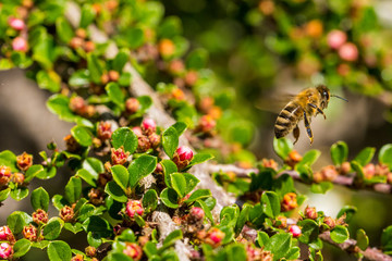Vier Jahreszeite, Frühling, Sommer, Herbst, Winter