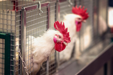Portrait of the white rooster in a cage close-up. Hens in cages of industrial farm, farm birds,...