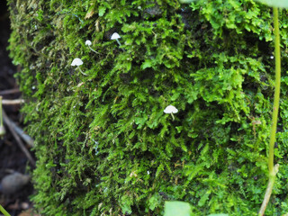Mini setas entre el musgo en la corteza de un árbol.
