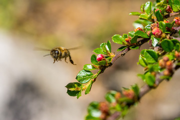 Rettet die Bienen