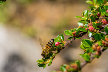 Rettet die Bienen