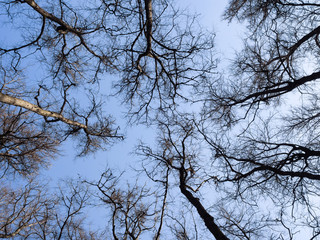 Early spring - Trees ready for foliage