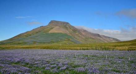Fototapeta na wymiar Spakonufell, a mountain near the small town Skagaströnd in Iceland. A field of lupins in the front. Peninsula Skagi.