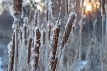 cattails in the sunset