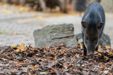 Wildschwein