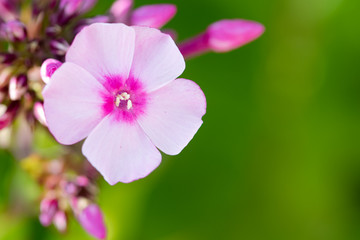 Fototapeta premium close up of pink flower