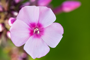 Pink flower