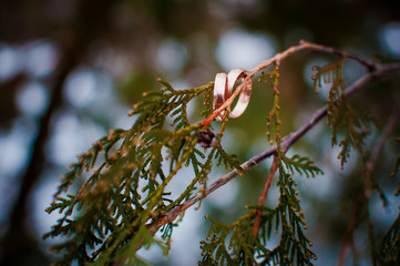 Wedding rings on the fir branch