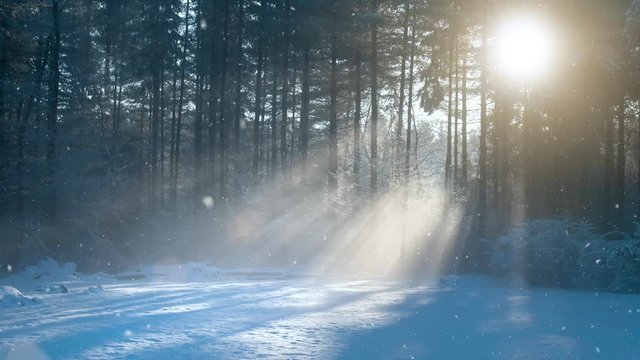 Cold morning sunny countryside  forest landscape during snowfall. 